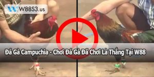 Đá Gà Campuchia - Chơi Đá Gà Đã Chơi Là Thắng Tại W88