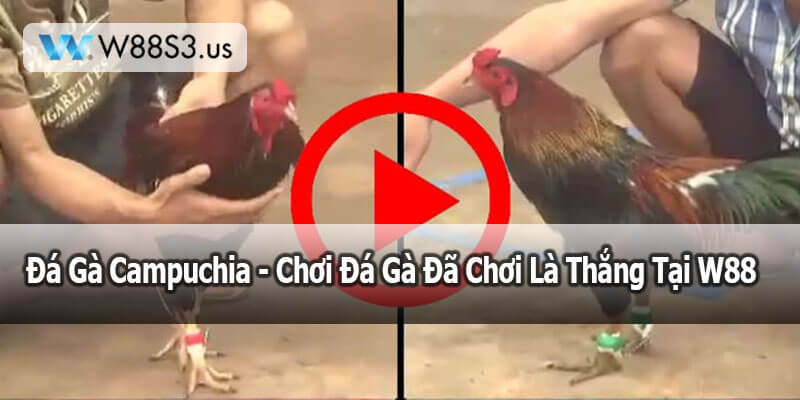 Đá Gà Campuchia - Chơi Đá Gà Đã Chơi Là Thắng Tại W88