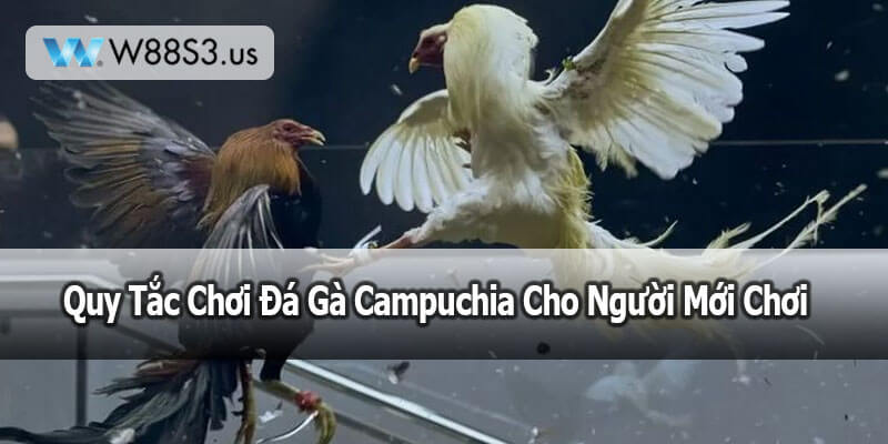 Quy Tắc Chơi Đá Gà Campuchia Cho Người Mới Chơi