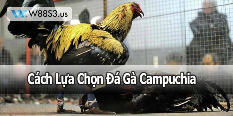 Cách Lựa Chọn Đá Gà Campuchia