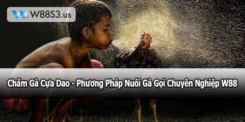 Chăm Gà Cựa Dao - Phương Pháp Nuôi Gà Gọi Chuyên Nghiệp W88