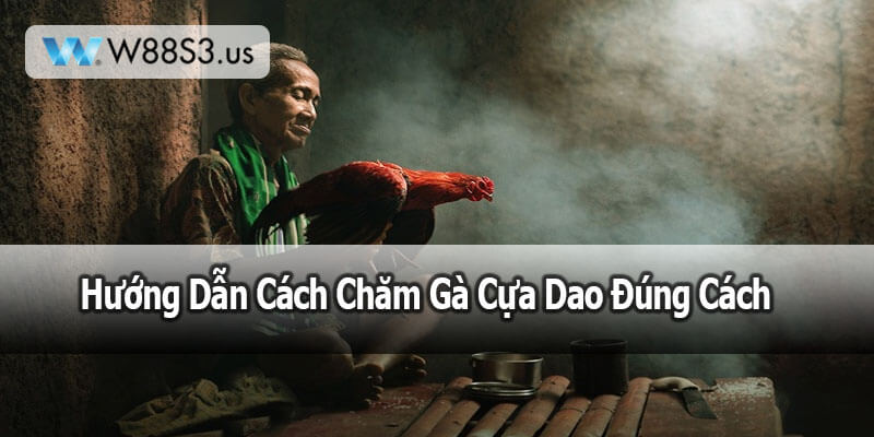 Hướng Dẫn Cách Chăm Gà Cựa Dao Đúng Cách