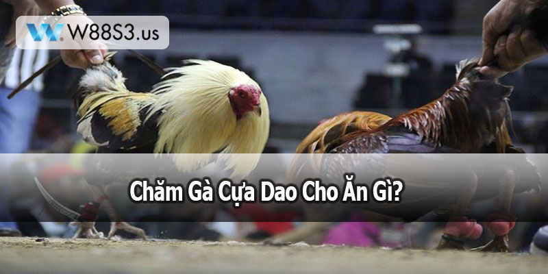Chăm Gà Cựa Dao Cho Ăn Gì?
